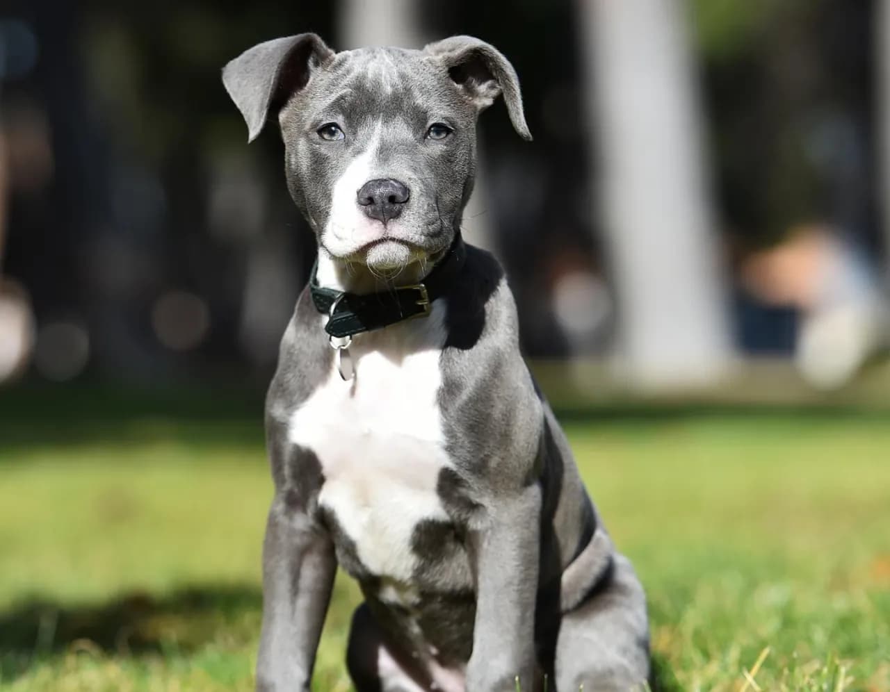 Jak wytresować amstaffa: skuteczne metody, które naprawdę działają