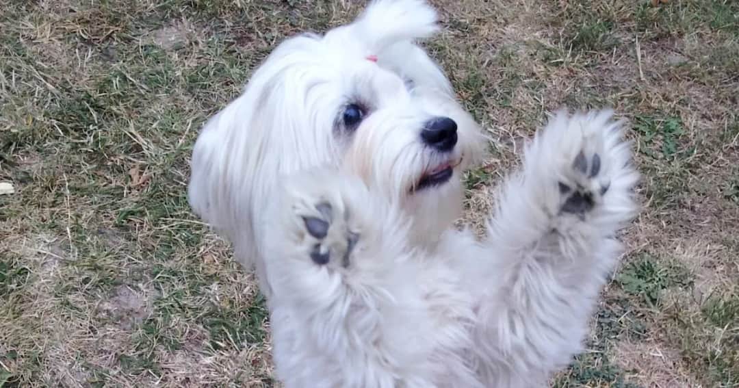 Jak wytresować maltańczyka w prosty sposób i uniknąć problemów z zachowaniem