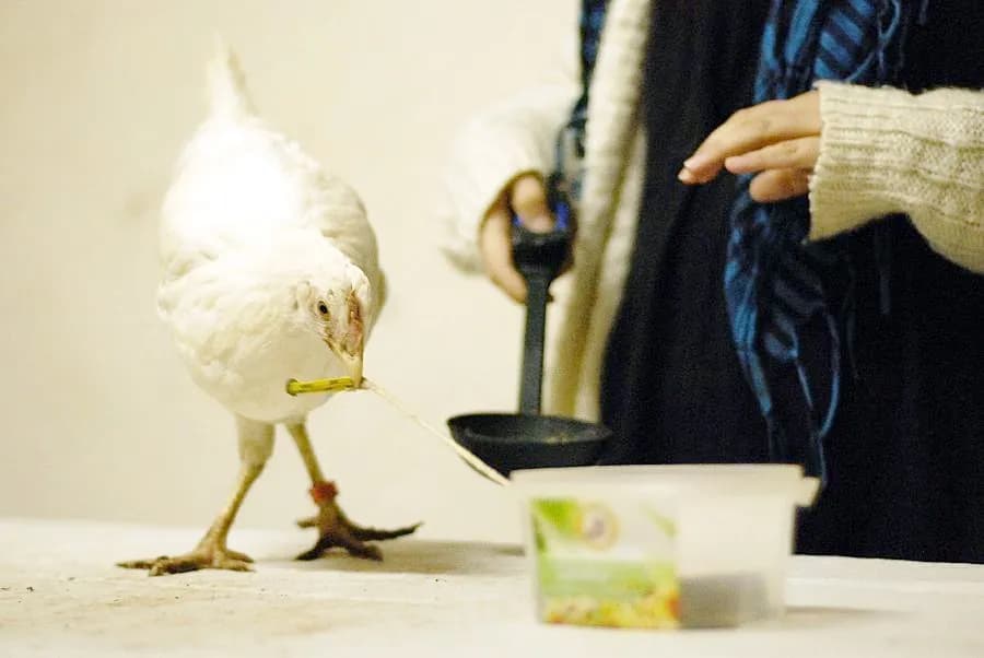 Jak wytresować kurczaka: skuteczne metody treningu i pozytywne wzmocnienie