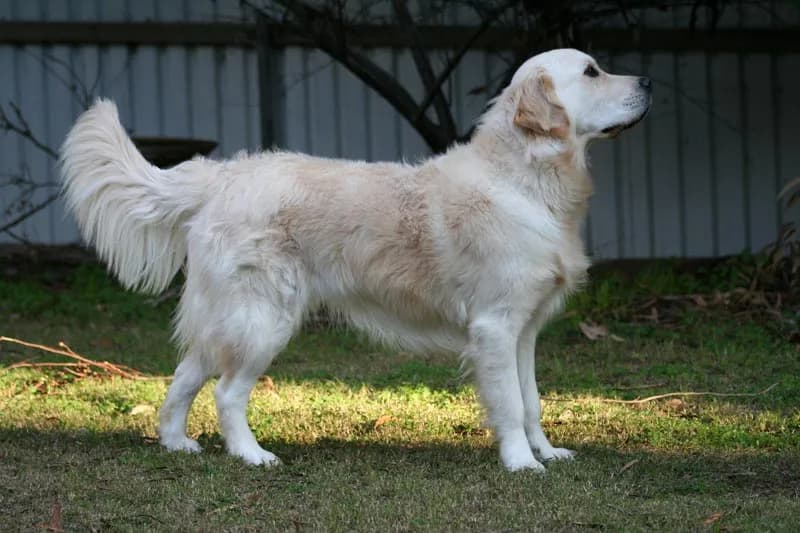 Jak wytresować golden retrievera, aby uniknąć problemów z zachowaniem