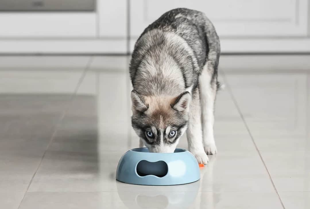Najlepsza karma dla husky: unikaj błędów w wyborze jedzenia