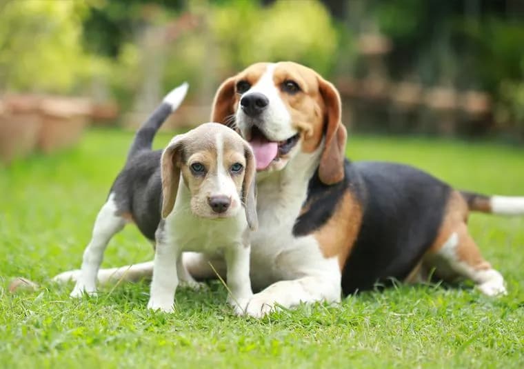 Czy szczeniak może jeść karmę dla dorosłych psów? Sprawdź, dlaczego to niebezpieczne.