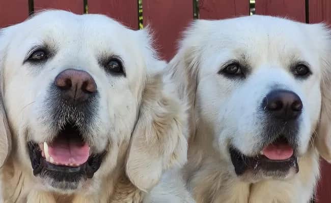 Czy golden retriever jest agresywny? Prawda o ich temperamencie