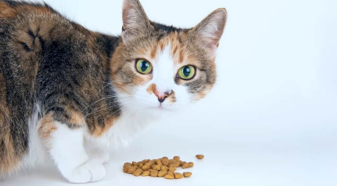 Jak wytresować kota - skuteczne metody, które naprawdę działają