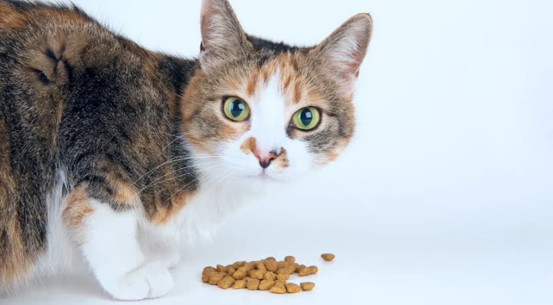 Jak wytresować kota - skuteczne metody, które naprawdę działają