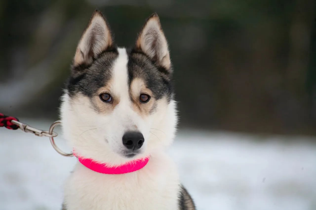 Ile kosztuje husky z rodowodem? Odkryj ceny i czynniki wpływające na koszt