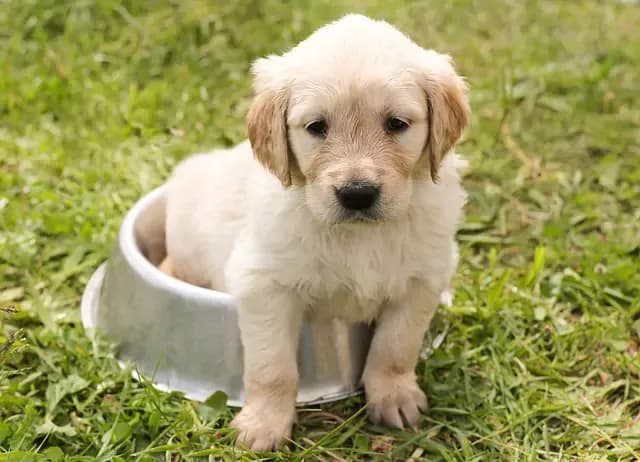 Ile śpi szczeniak golden retriever? Odkryj kluczowe potrzeby snu