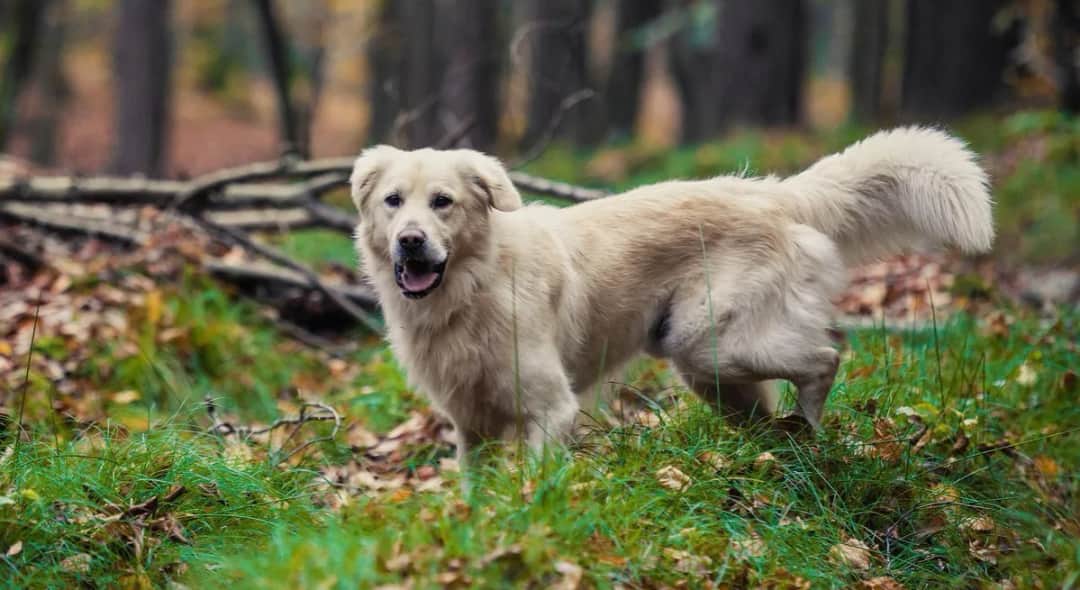 Ile kosztuje golden retriever z hodowli? Poznaj ukryte koszty i czynniki