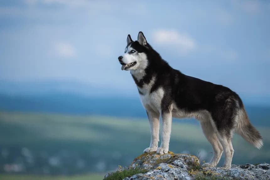 Czy husky jest dobry dla dzieci? Odkryj zalety i wyzwania tej rasy