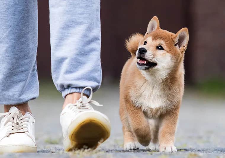 Jak często wychodzić z psem na spacer, by uniknąć problemów zdrowotnych?
